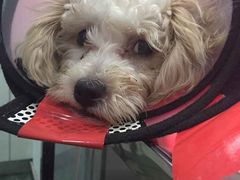 -伟伟宠物医院·CT影像中心·瑞派犬猫综合性门诊(汉口总院)