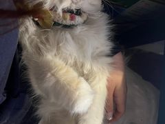 -豌豆小院咖啡馆