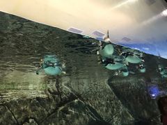 -成都浩海立方海洋公园