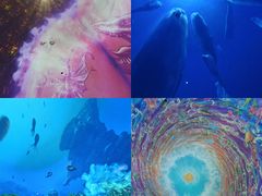 -海合安成都极地海洋公园
