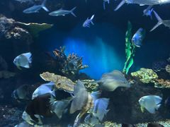 -华夏文旅海洋公园