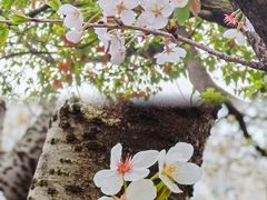 -高东镇樱花园
