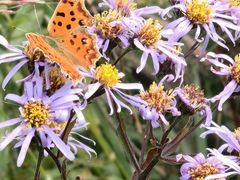 -白草畔自然风景区