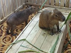 -广州长隆野生动物世界
