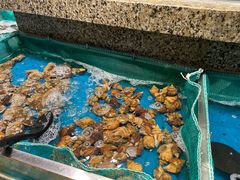 -初色海鲜自助(万丰路店)