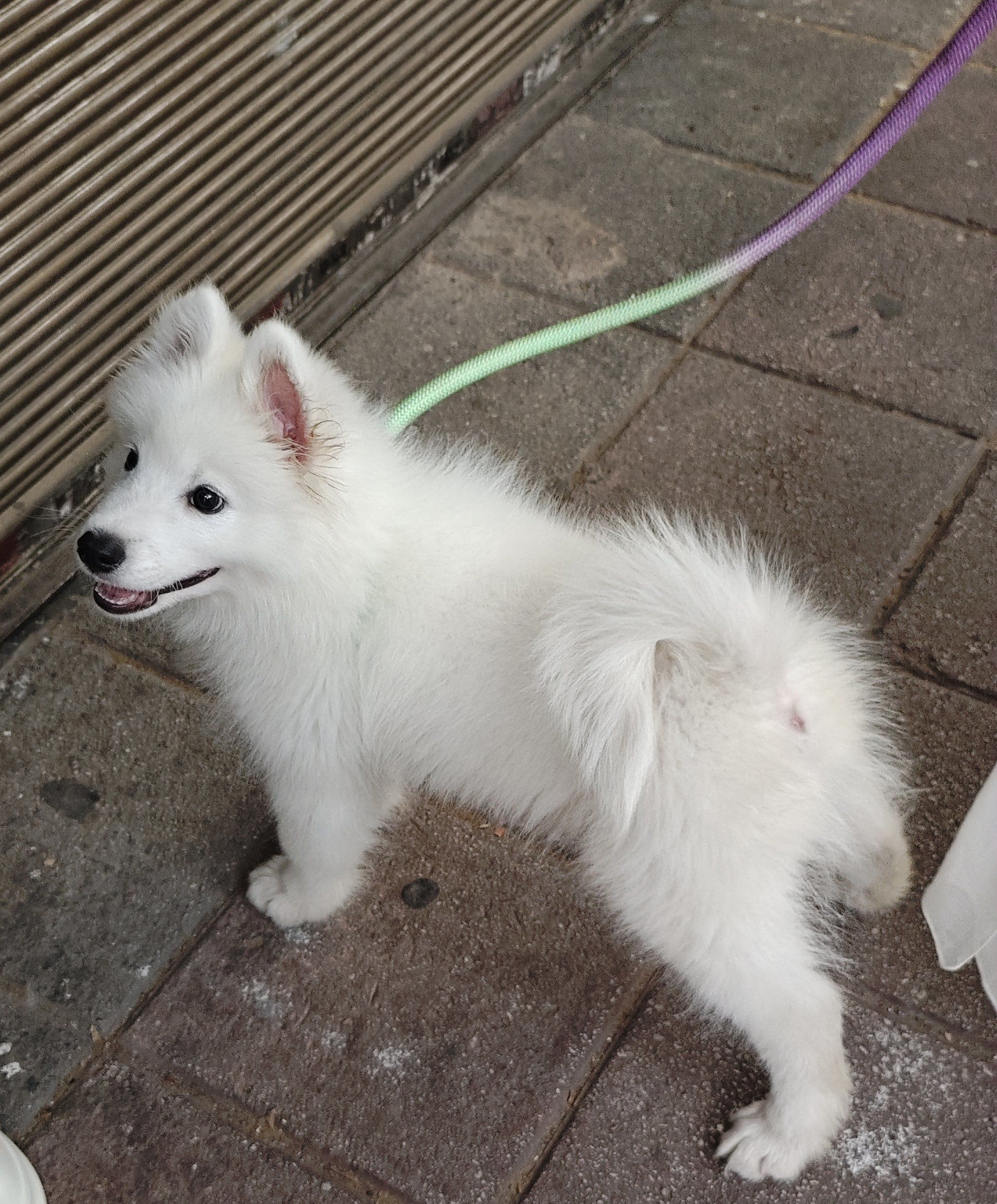 天天领红包 #这样萌萌的小毛孩可爱的不