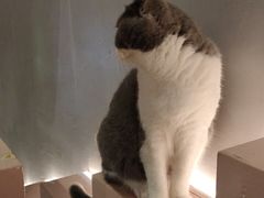 -猫儿山۰猫主题餐厅