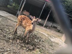 -安徽禾泉小镇