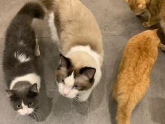 -飞行喵MR PILOT|猫舍·猫咖(静安大融城店)