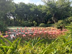 -广州长隆飞鸟乐园