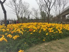 -秀丽东方