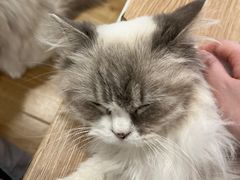 -有喵·猫咖·狗咖·30几只猫10只小狗(岗厦店)