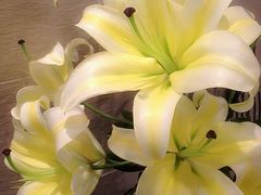 -静岸花卉园艺(三星坊店)