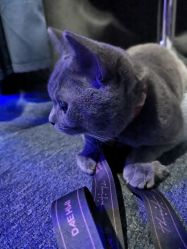 -BBVR团建聚会体验馆·亲子DIY手工