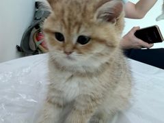 -小猫来了猫舍(福田店)