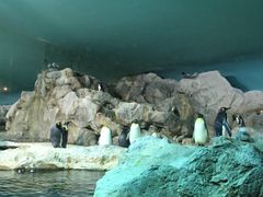 -新加坡飞禽公园