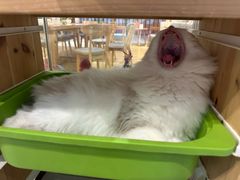 -藏猫猫咖啡主题馆(中央大道店)