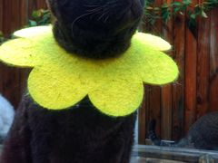 -喵屿·大理花园猫咖