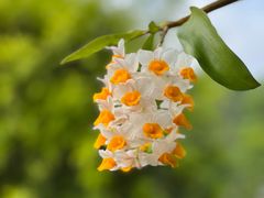 -深圳市中科院仙湖植物园