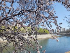 -桃花堤公园