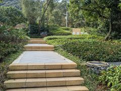 -银湖山郊野公园-相思林