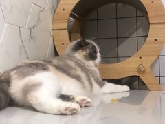 -猫房·猫吧·猫咖(龙湖时代汇店)