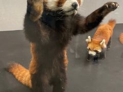-昆明动物博物馆