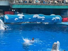 -海合安成都极地海洋公园