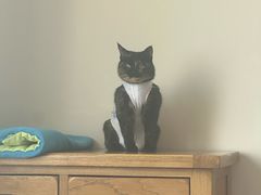 -纳吉亚猫专科动物诊疗中心(蒋宅口分院)