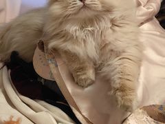 -爱洗澡的猫(望京店)