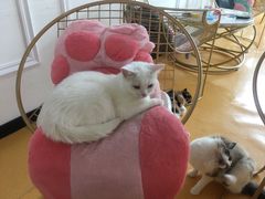 -糯米喵星人·撸猫猫舍咖啡馆(西市场嘉华店)