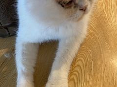 -Cappucimeow猫咪咖啡馆(韦伯时代店)
