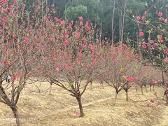 -南国桃园旅游度假区