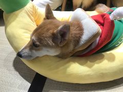 -逗柴咖啡屋·狗咖猫咖宠物桌游