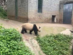 -都江堰中华大熊猫苑