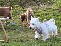 -爪吧宠物乐园 (温榆河示范区店)