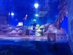 -芜湖新华联大白鲸海洋公园