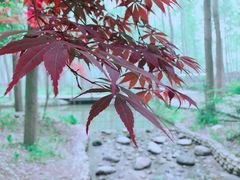 -合肥滨湖国家森林公园