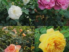 -人民公园(罗湖区)