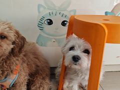 -全心全意连锁动物医院·微创中心·内科急重症·心脏专科(丰管路店)