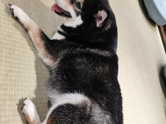 -逗柴咖啡屋·狗咖猫咖宠物桌游