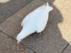 -王府井奥莱棋盘山小镇