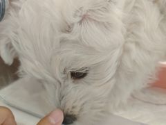 -翊宠yipet猫狗购宠庄园犬舍•猫舍