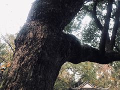 -绮园景区