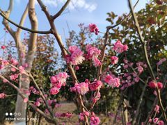 -上海长兴岛郊野公园