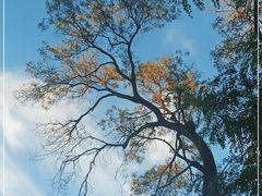 -北京大学燕东园