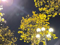 -洲头咀公园