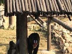 -石家庄市动物园