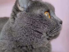 -我爱猫咪·猫咖·狗咖·安哥拉兔·羊驼咖(小寨华旗店)