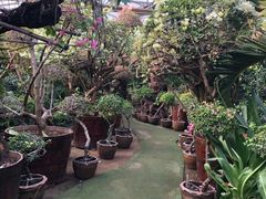 -呀路古热带植物园